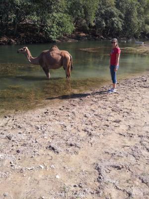 meine geliebten Kamele - in Wadi Darbat 